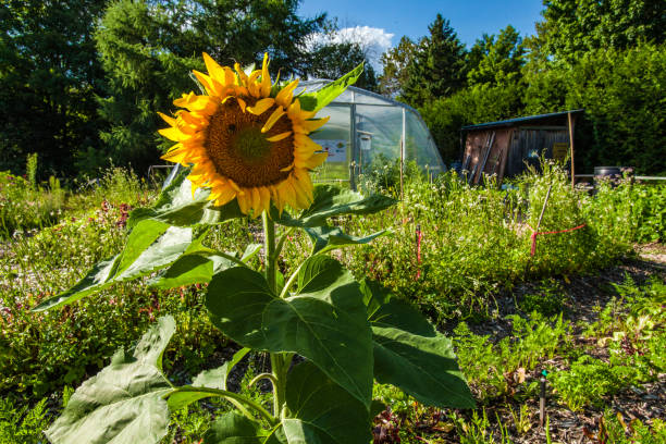 istock Sunflower blooming in a community garden 1197207380