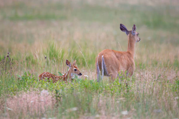 Deer and Fawn stock photo