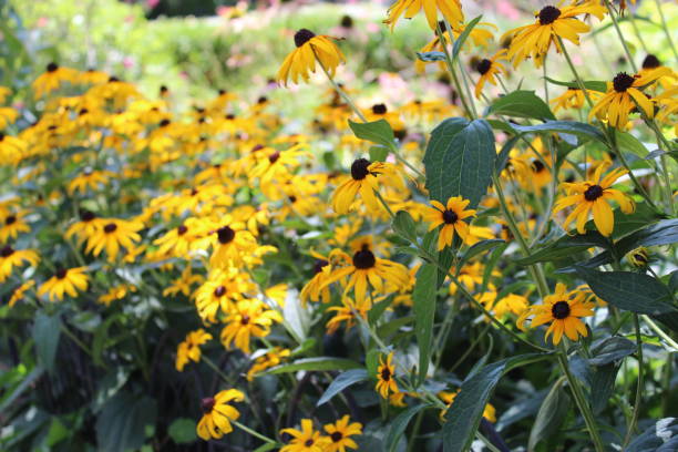 istock Black-eyed Susan Flowers 1197216618