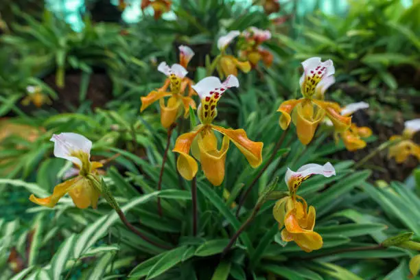 Photo of Beautiful Paphiopedilum in the plant nursery