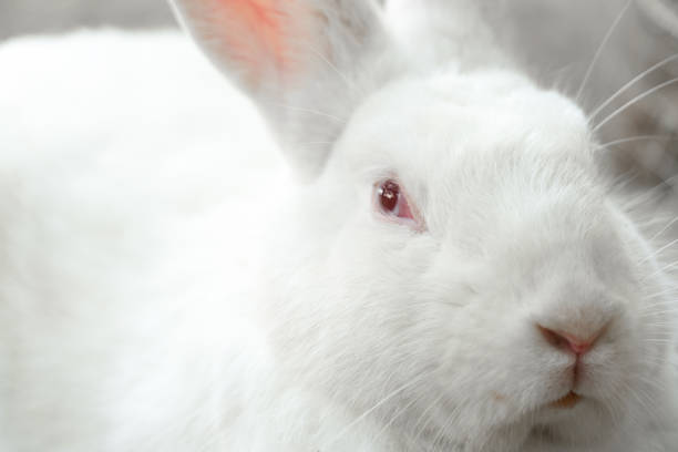 Cute white rabbit looking at camera.A domestic rabbit is commonly known as a pet rabbit, a bunny.Male rabbit is known as a buck, a female is a doe, and a young is a kit, or kitten
