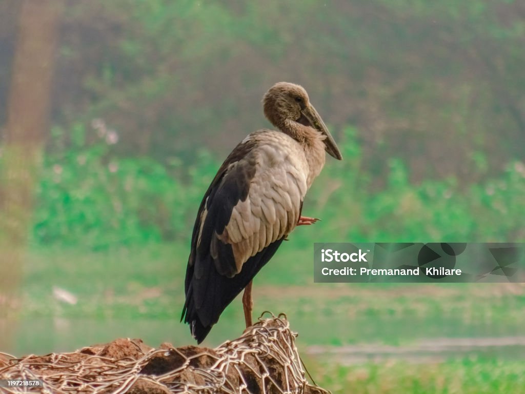 Fotografi Burung Bangau Openbill Asia Berdiri Di Lake Shore Memiliki