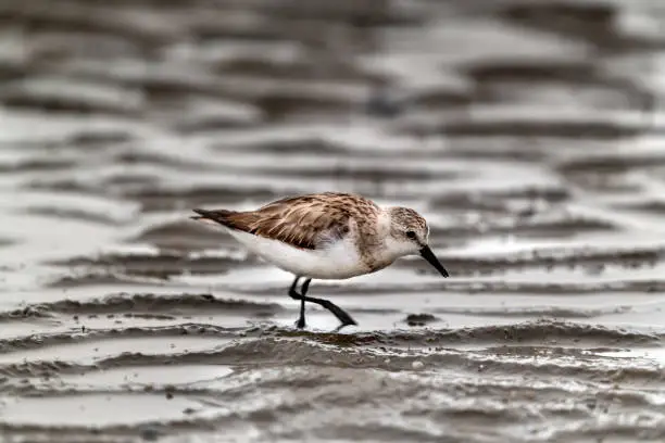 A Red-necked Stint (Calidris ruficollis) in non-breeding plumage on the beach in Cairns, Queensland, Australia.