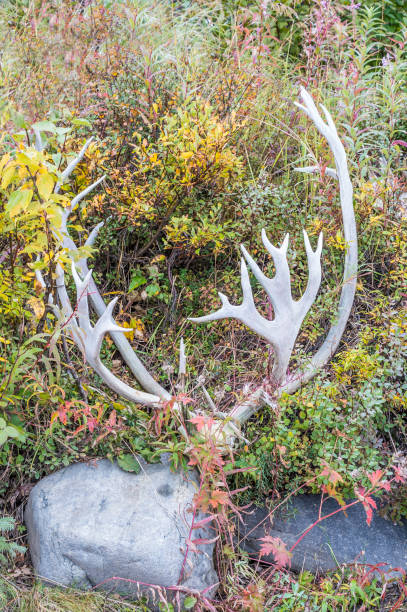 istock Caribou - Rangifer tarandus antlers in the grass 1197222201