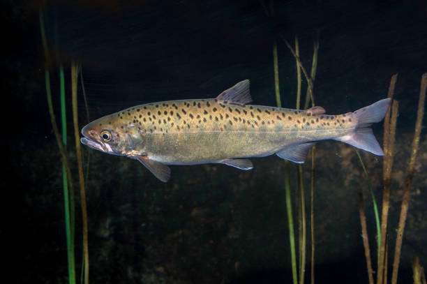 istock Dolly Varden - Salvelinus malma 1197222223
