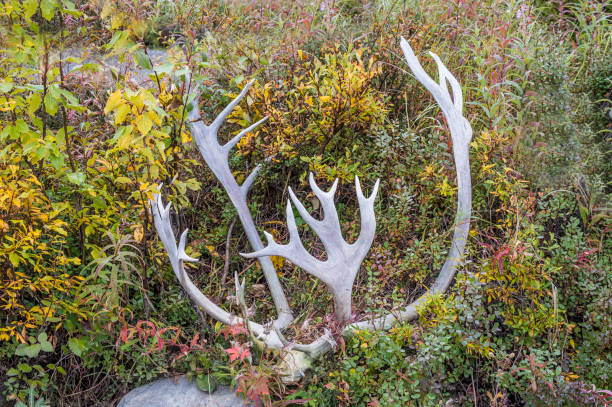 istock Caribou - Rangifer tarandus antlers in the grass 1197222245