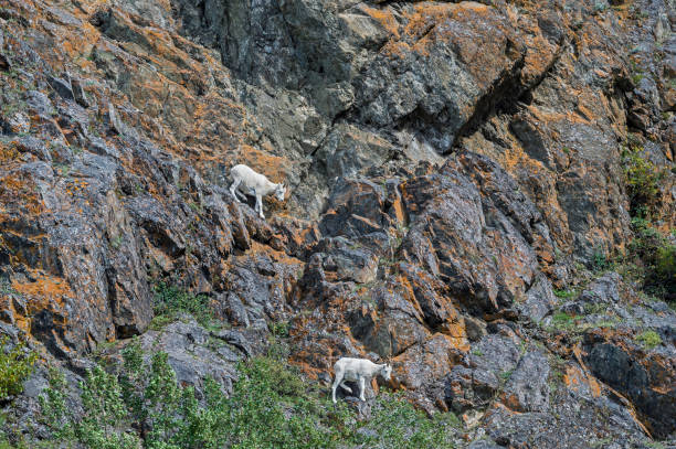 istock Mountain Goat - Oreamnos americanus 1197222327