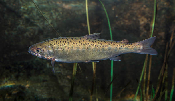 istock Dolly Varden - Salvelinus malma 1197222344