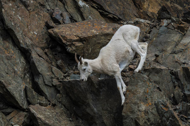 istock Mountain Goat - Oreamnos americanus 1197222408