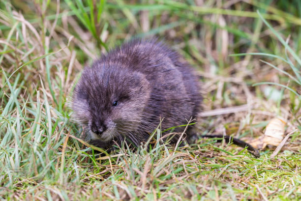istock Muskrat - Ondatra zibethicus 1197222435