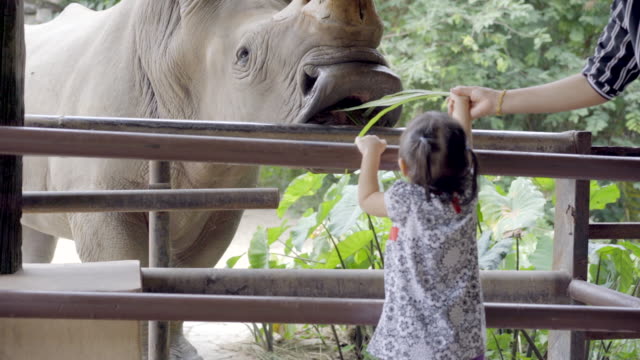 Asian mother and little daughter feeding rhino in a cage, Mother and little daughter visiting animal park. Happy family in summer time, Real life