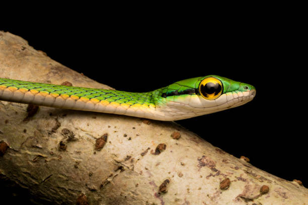 istock Juvenile Parrot Snake on branch 1197224110