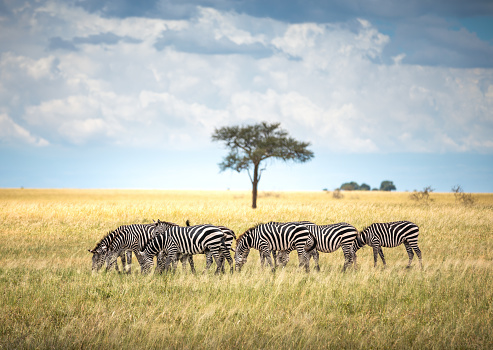 Group of zebras grazing in African savanna (Tarangire National Park, Tanzania).