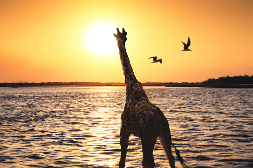Silhouette of giraffe in Selous national park (Tanzania, Africa).