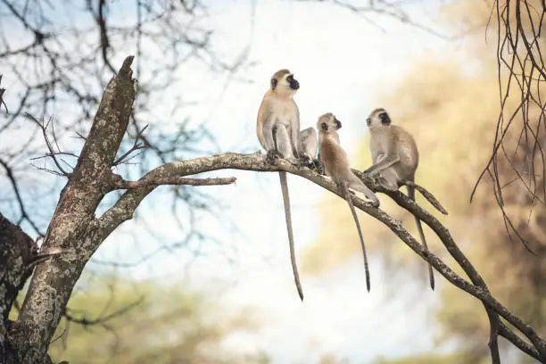 Monkey family sitting on a tree (Tarangire National Park, Tanzania).