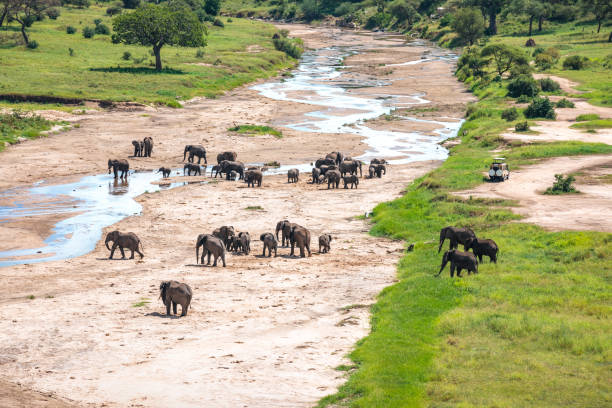 Herd Of Elephants In Tarangire National Park View from above on herd of elephants crossing dry riverbed in Tarangire National Park, Tanzania. riverbed stock pictures, royalty-free photos & images