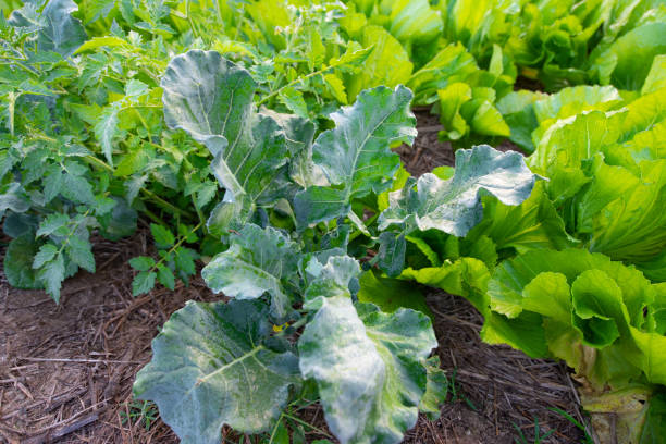 istock Fresh organic vegetable in garden 1197226210
