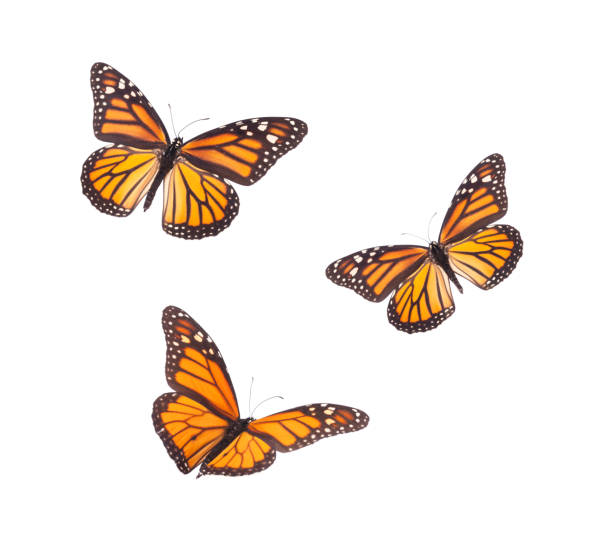 papillon de monarque d'isolement sur le blanc - artificial wing photos photos et images de collection