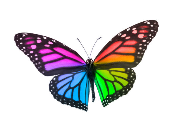 istock Monarch Butterfly in Rainbow Colors Isolated On White 1197226429