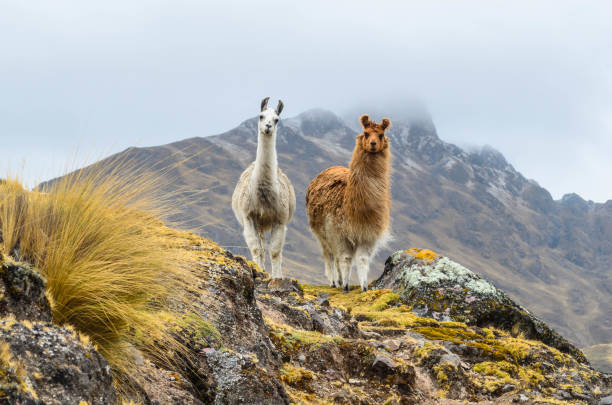 Two llamas standing on a ridge in front of a mountain. Llamas wandering the mountains of rural Peru peruvian culture photos stock pictures, royalty-free photos & images