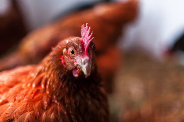 istock Hen in a chicken coop 1197228030