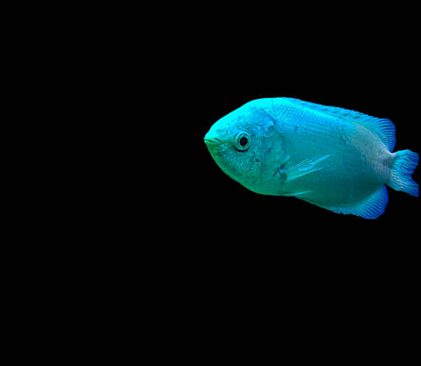 Kissing gourami (Helostoma temminckii), also known as the kissing fish isolated on black background. Kissing gourami (Helostoma temminckii), also known as the kissing fish isolated on black background. kissing fish stock pictures, royalty-free photos & images