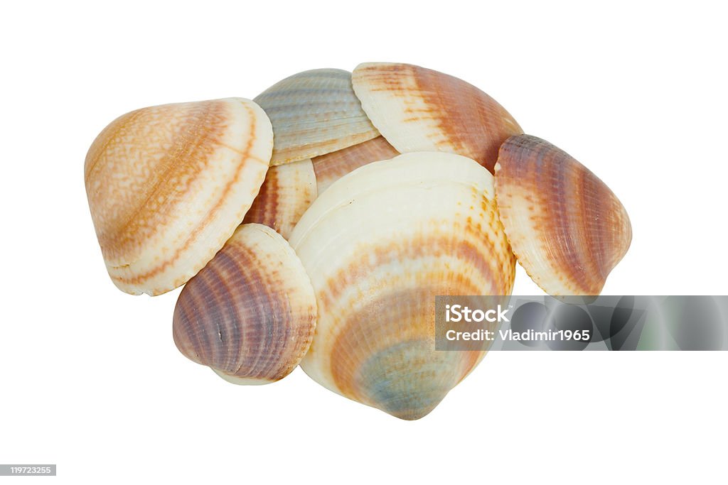 Shellfishes - Foto de stock de Concha - Parte do corpo animal royalty-free