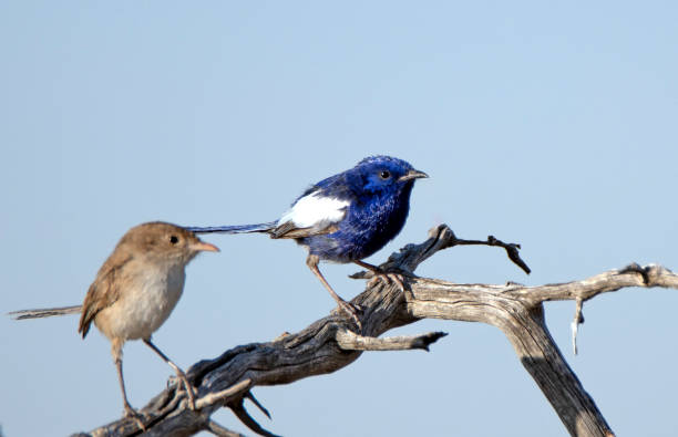 istock White-winged Fairy-wren (Malurus leucopterus) 1197233021