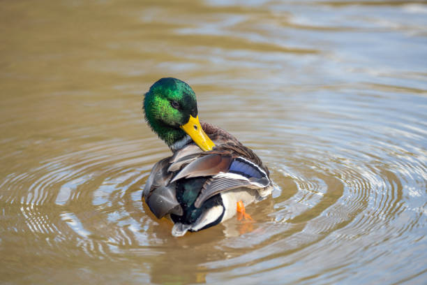 istock mallard duck on the lake 1197233083