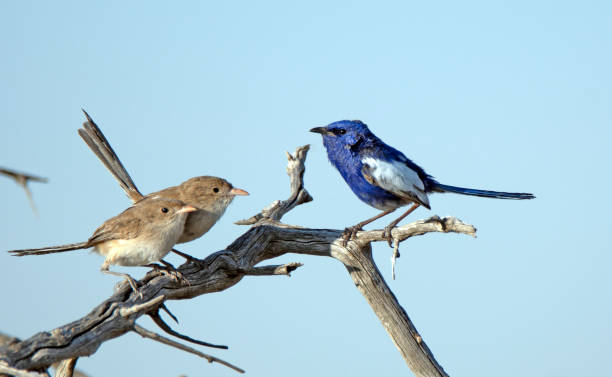istock White-winged Fairy-wren (Malurus leucopterus) 1197233153