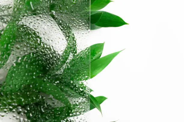 Photo of Green fresh leaves behind wet glass composition. Organic tea leaves and herbal frondage background. Freshness, water drops, dew on glass. Natural leafage, foliage. Botanical backdrop