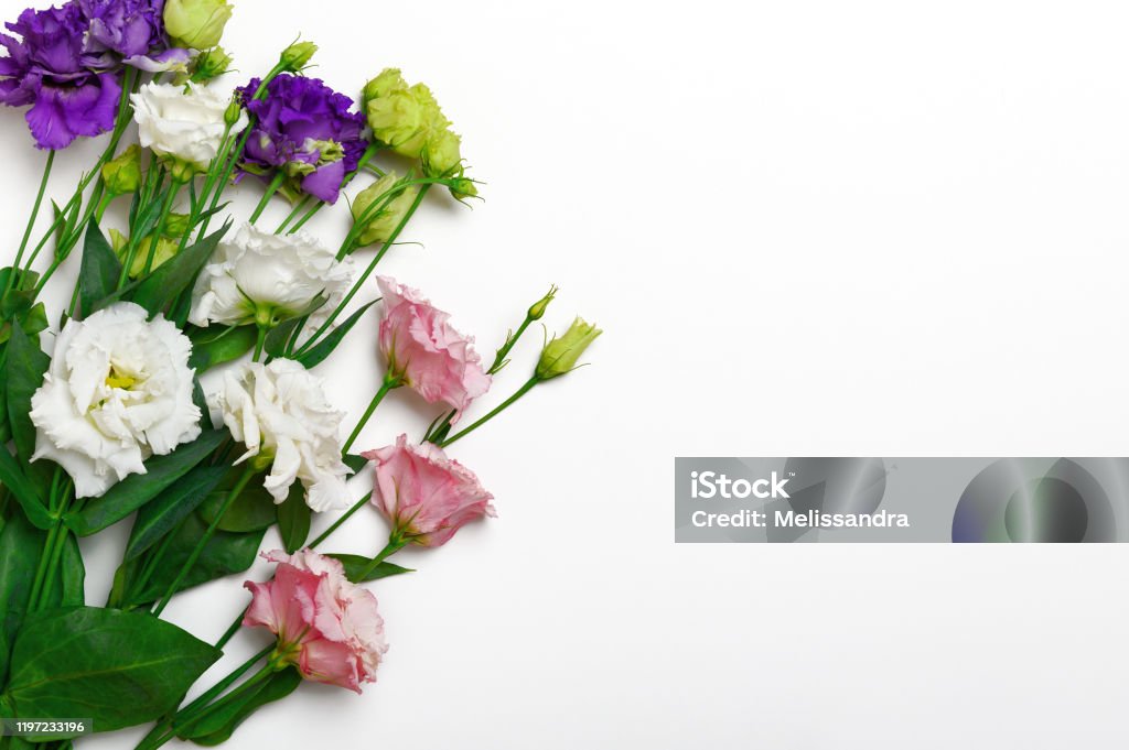 Một Bó Hoa Eustoma Đầy Màu Sắc Rực Rỡ Lisianthus Màu Hồng Trắng Và Tím Trên  Nền Trắng Nền Hoa Mùa Xuân Sao Chép Không Gian View Trên Cùng Nằm Phẳng Hình