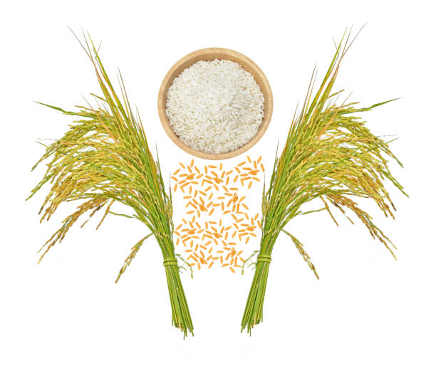 Top view of rice grainsisolated on white background