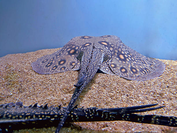 istock ocellate river stingray (Potamotrygon motoro) tail closeup view in aquarium tank. Stingray closeup view 1197234066