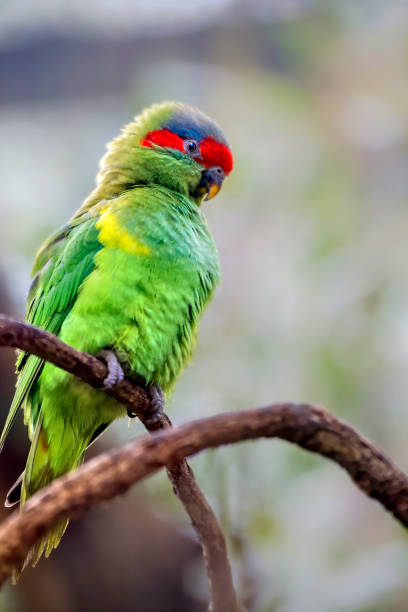istock Musk Lorikeet perched on a branch 1197234129