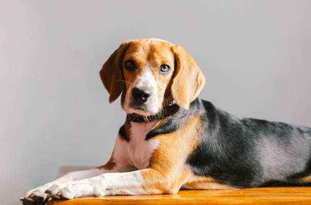 istock beautiful beagle dog isolated on white 1197234953