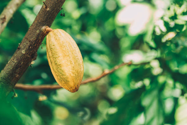 istock Cacao Tree (Theobroma cacao). Organic cocoa fruit pods in nature. 1197234988