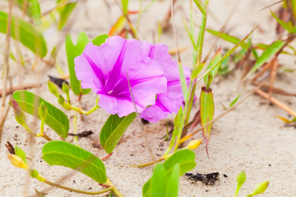 istock Convolvulus arvensis or field bindweed. It is a species of bindweed 1197235074