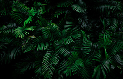 El helecho se va sobre el fondo oscuro en la selva. Densas hojas de helecho verde oscuro en el jardín por la noche. Fondo abstracto de la naturaleza. Helecho en el bosque tropical. Planta exótica. Hermosa textura de hoja de helecho verde oscuro. photo