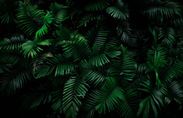 foglie di felce su sfondo scuro nella giungla. dense foglie di felce verde scuro in giardino di notte. natura sfondo astratto. felce nella foresta tropicale. pianta esotica. bella consistenza della foglia di felce verde scuro. - tropical rainforest forest green abstract foto e immagini stock