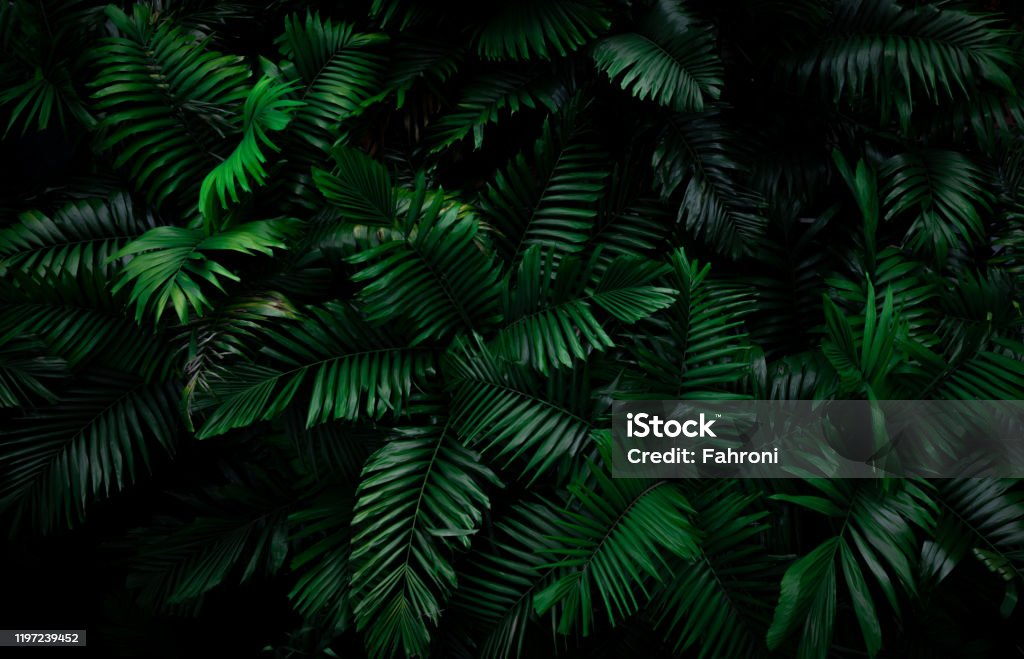 Fern leaves on dark background in jungle. Dense dark green fern leaves in garden at night. Nature abstract background. Fern at tropical forest. Exotic plant. Beautiful dark green fern leaf texture. Leaf Stock Photo