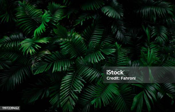 Fern Leaves On Dark Background In Jungle Dense Dark Green Fern Leaves In Garden At Night Nature Abstract Background Fern At Tropical Forest Exotic Plant Beautiful Dark Green Fern Leaf Texture Stock Photo - Download Image Now