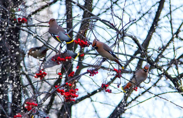 istock The waxwing is sitting on a red rowan. 1197241373