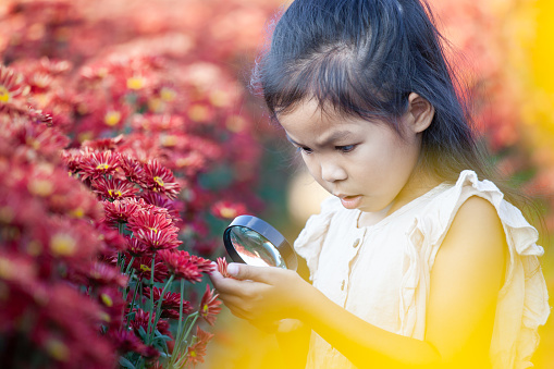 Cute asian child girl looking beautiful flower through a magnifying glass in the flower field