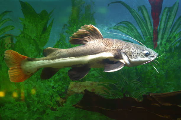 istock Catfish. Red-tailed catfish in an aquarium 1197242230