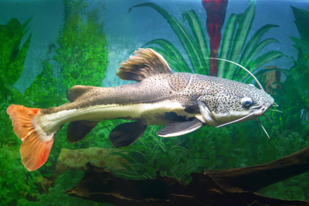 istock Catfish. Red-tailed catfish in an aquarium 1197242244