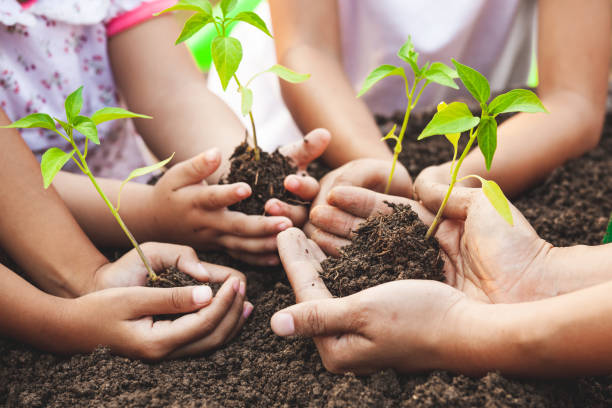 children and parent holding young tree in hands for planting in black soil together - seed human hand tree growth imagens e fotografias de stock