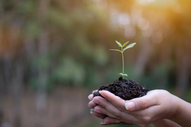 nas mãos do semeadinamento crescente do cannabis, mão fêmea que prende seedlings da marijuana - seedling dirt spring water - fotografias e filmes do acervo