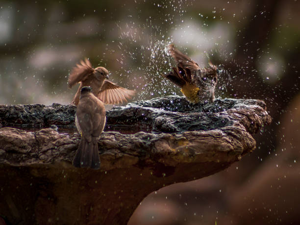 istock Wildlife captured in natural surrounding 1197243713