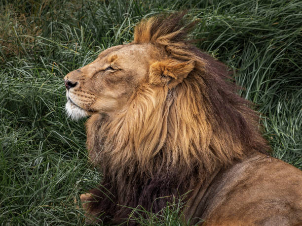 istock Wildlife captured in natural surrounding 1197243727
